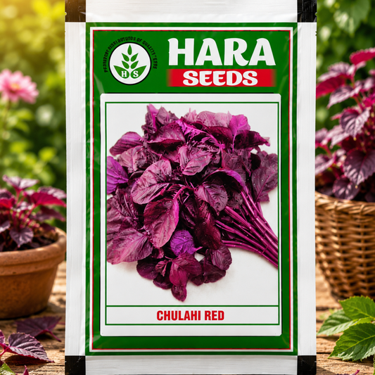 Hara Seeds Chulahi Red Seeds – Premium Red Amaranthus Seeds for Fast & Healthy Leaf Growth
