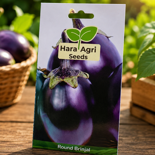 Premium Hybrid Round Brinjal Seeds for Home Garden & Farm | High Yield Purple Eggplant Vegetable Seeds