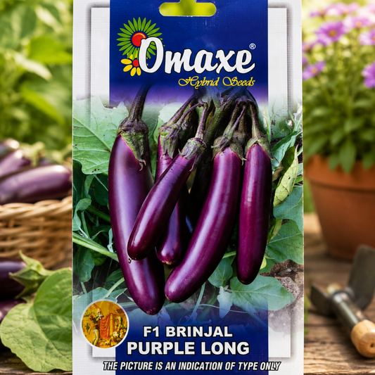 Premium F1 Brinjal Purple Long Seeds for High Yield Eggplant Farming in India