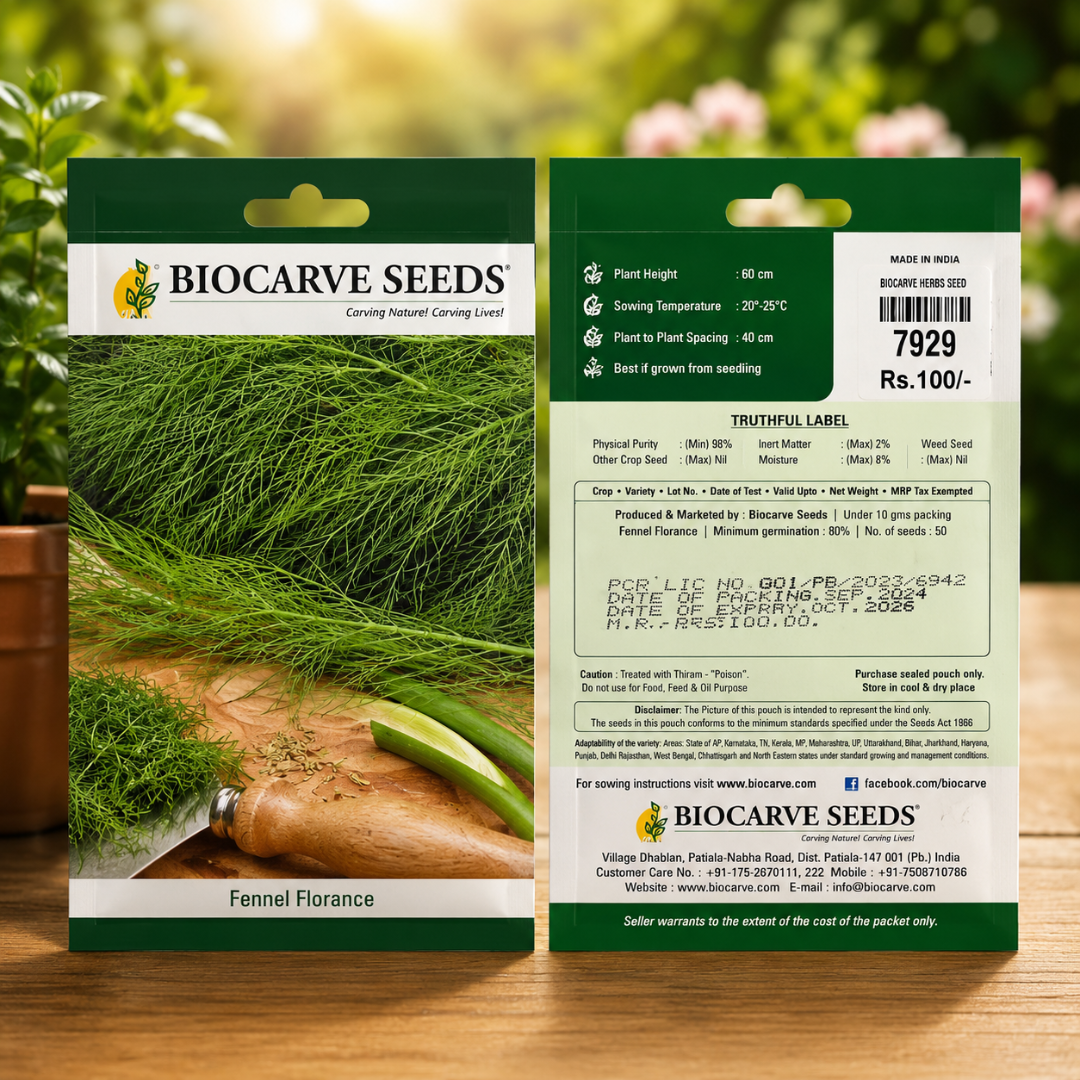 BIOCARVE Seeds Fennel Florence Seeds – Premium High Germination Herb Seeds for Home Gardening & Farming