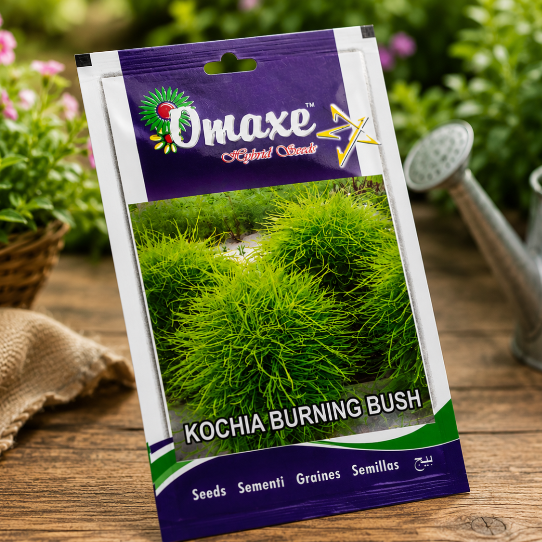 Premium Kochia Burning Bush Ornamental Flower Seeds for Landscaping, Balcony Gardens & Decorative Green Foliage