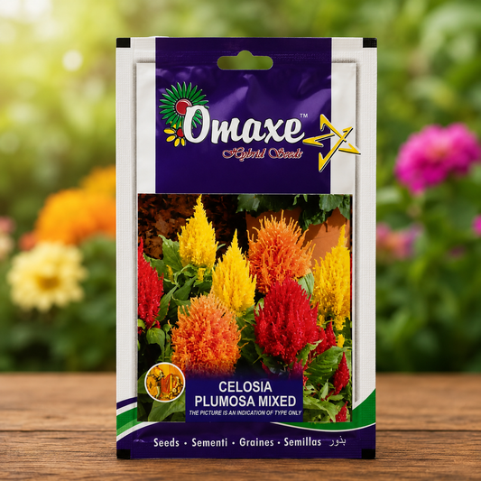 Omaxe Celosia Plumosa Mixed Seeds for Bright Colorful Garden Flowers