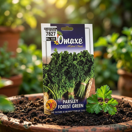 Premium Parsley Forest Green Seeds for Herbal Farming & Kitchen Gardening in India