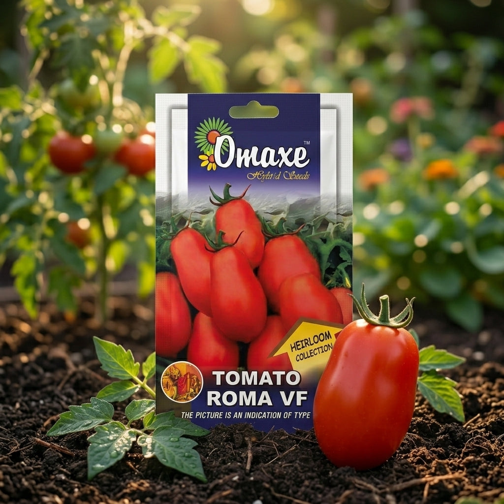 Premium Tomato Roma VF Seeds for High Yield Tomato Farming & Kitchen Gardening in India