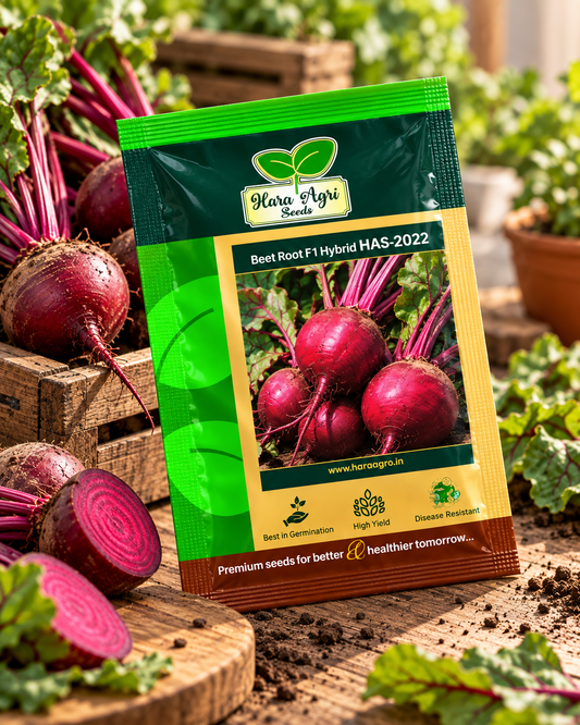 Beet Root F1 Hybrid HAS-2022 Seeds | High Yield Hybrid Beetroot Seeds for Farming & Kitchen Garden | Hara Agri Seeds