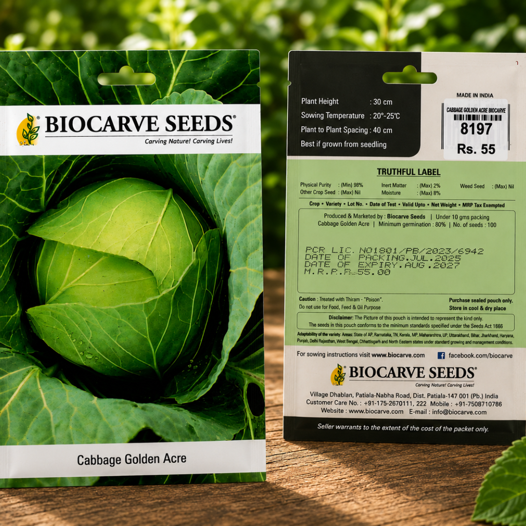 Premium Cabbage Golden Acre Seeds for Home Gardening | High Yield Round Green Cabbage Vegetable Seeds