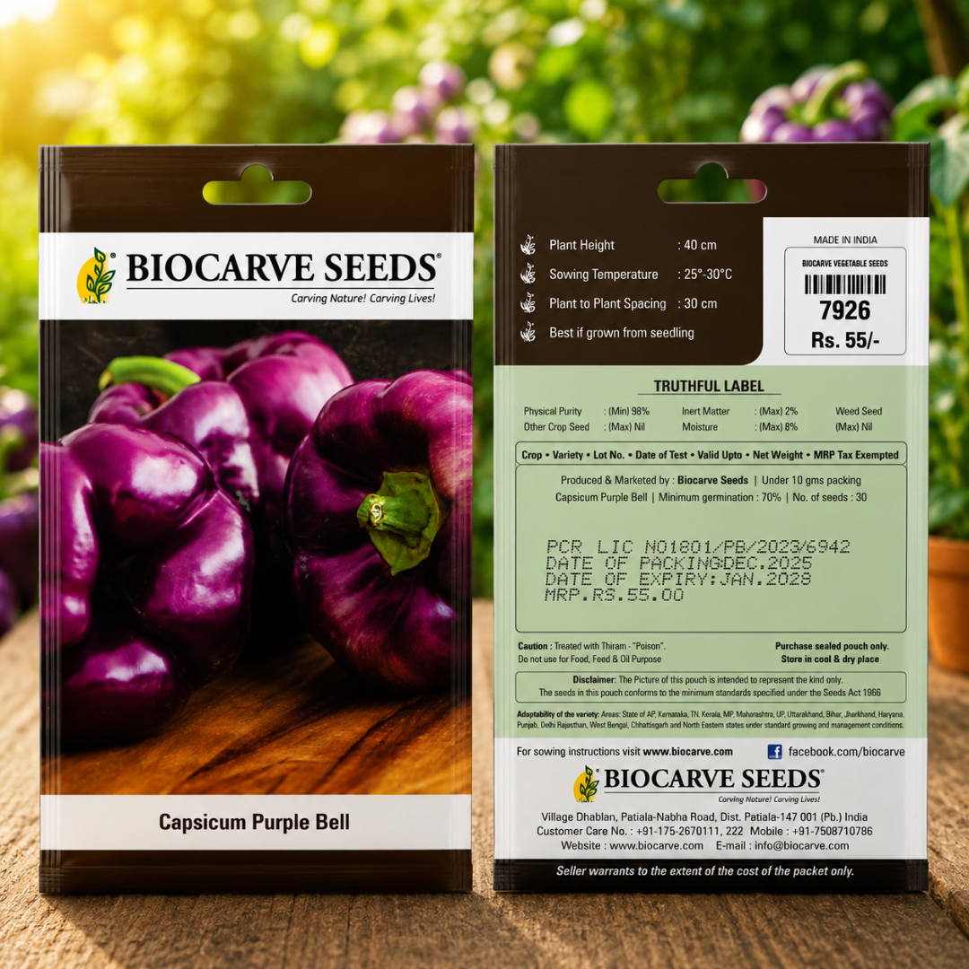 Premium Purple Bell Capsicum Seeds for Home Gardening & High Yield Farming – Exotic Hybrid Purple Capsicum Vegetable Seeds by Biocarve Seeds