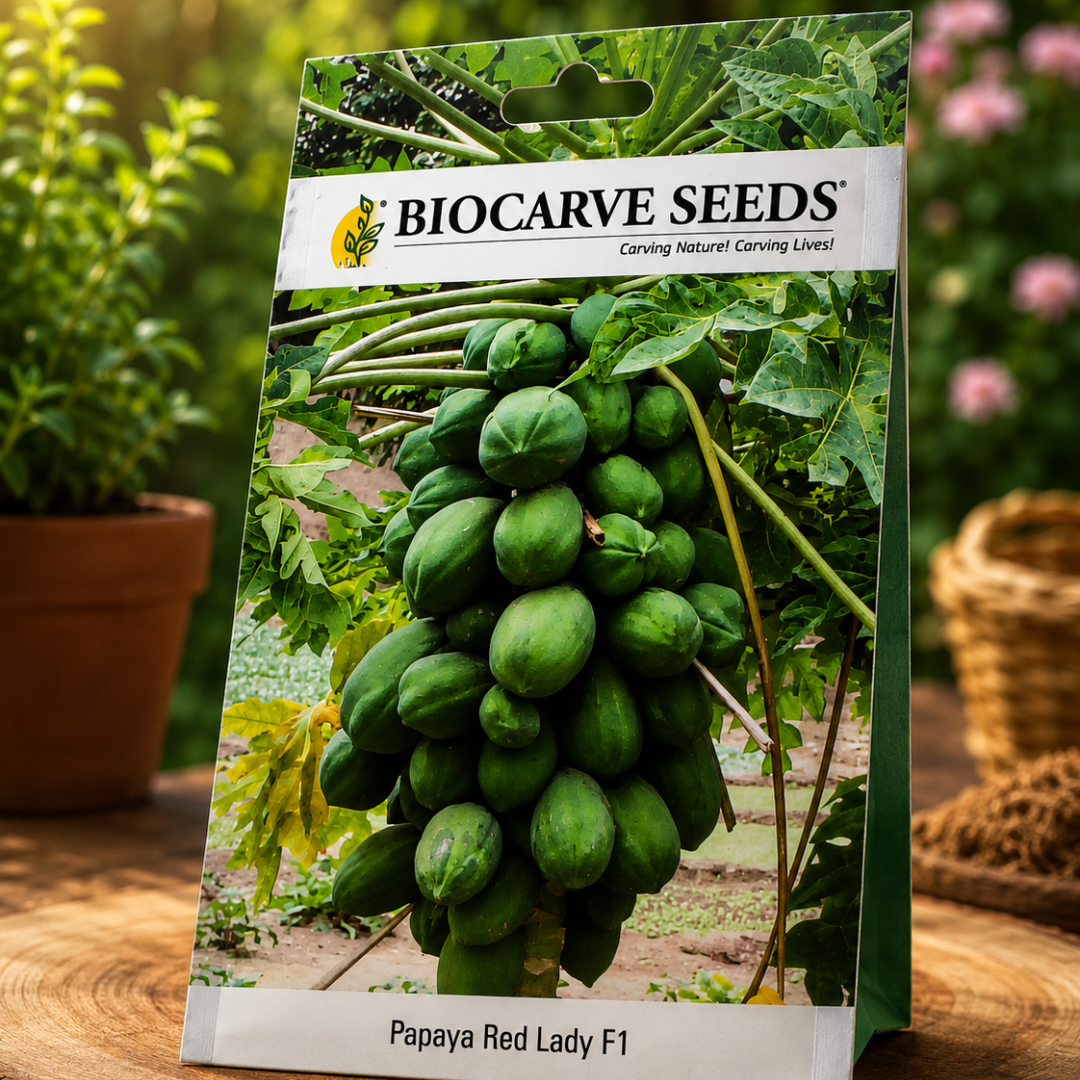 BIOCARVE Papaya Red Lady F1 Seeds – Premium Hybrid Papaya Seeds for High Yield Home Gardening & Farming/