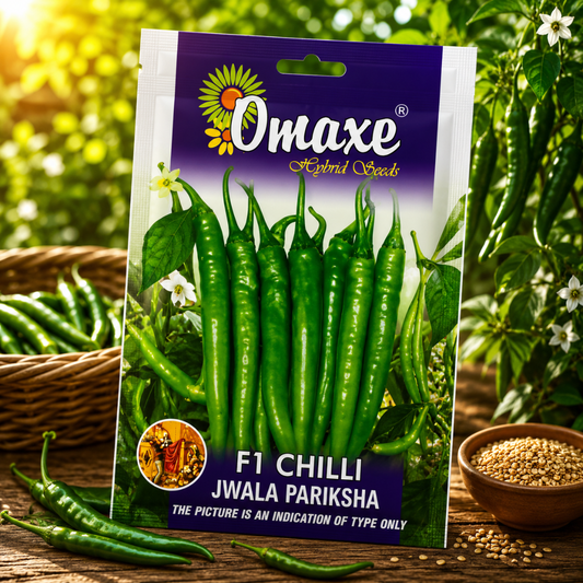 Premium F1 Chilli Jwala Pariksha Hybrid Seeds for Home Gardening, Terrace Farming & Commercial Cultivation