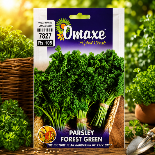Premium Parsley Forest Green Herb Seeds for Kitchen Gardening, Balcony Pots & Organic Herb Farming