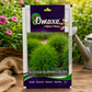 Premium Kochia Burning Bush Ornamental Flower Seeds for Landscaping, Balcony Gardens & Decorative Green Foliage