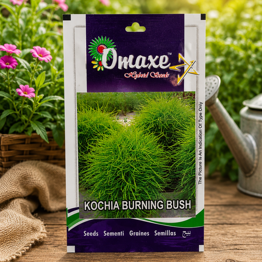 Premium Kochia Burning Bush Ornamental Flower Seeds for Landscaping, Balcony Gardens & Decorative Green Foliage