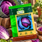 Cabbage F1 Hybrid HAS-2068 – Premium Purple Cabbage Seeds for High Yield, Uniform Heads & Commercial Vegetable Farming