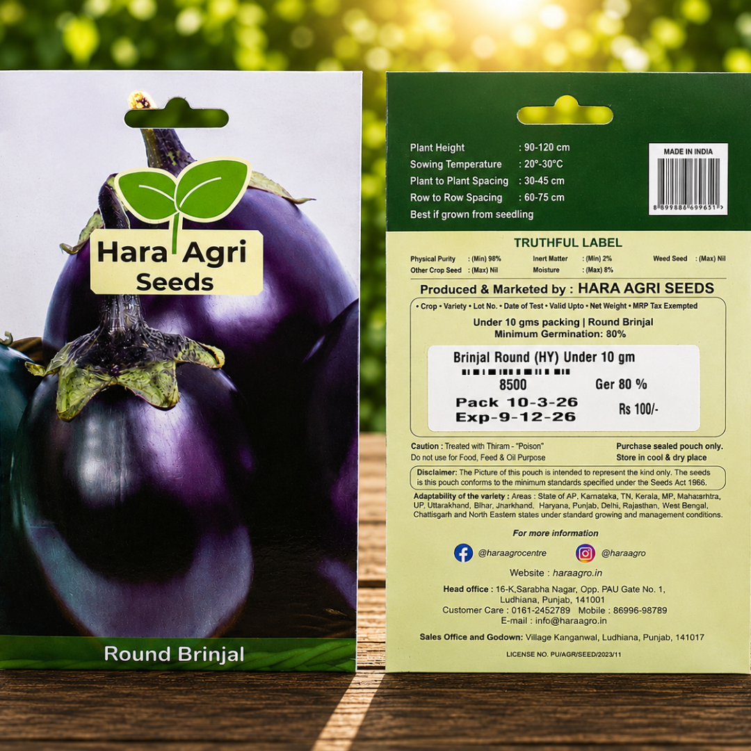 Premium Hybrid Round Brinjal Seeds for Home Garden & Farm | High Yield Purple Eggplant Vegetable Seeds