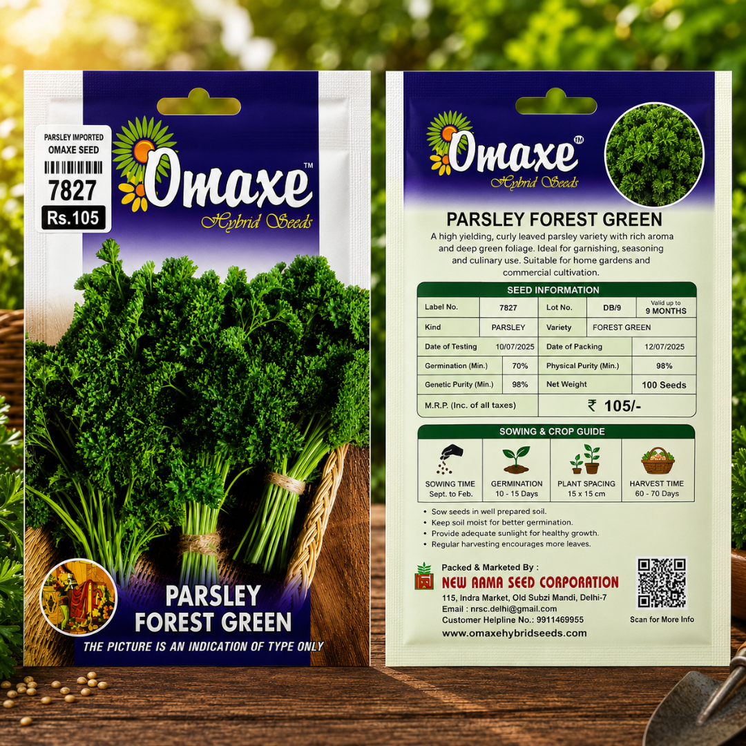 Premium Parsley Forest Green Herb Seeds for Kitchen Gardening, Balcony Pots & Organic Herb Farming