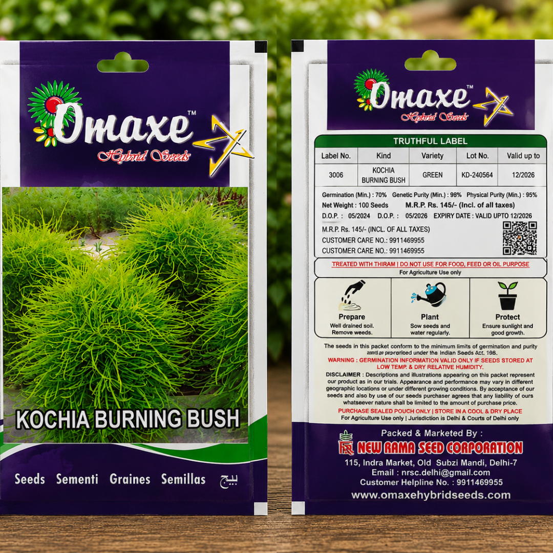 Premium Kochia Burning Bush Ornamental Flower Seeds for Landscaping, Balcony Gardens & Decorative Green Foliage