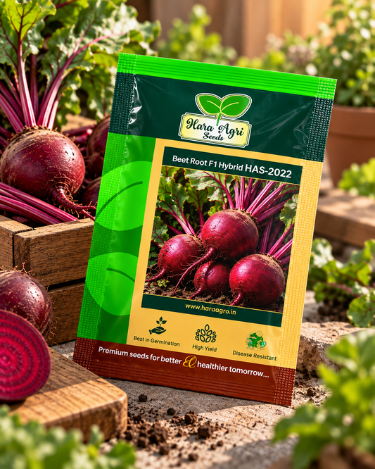 Beet Root F1 Hybrid HAS-2022 Seeds | High Yield Hybrid Beetroot Seeds for Farming & Kitchen Garden | Hara Agri Seeds
