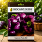 Premium Purple Bell Capsicum Seeds for Home Gardening & High Yield Farming – Exotic Hybrid Purple Capsicum Vegetable Seeds by Biocarve Seeds