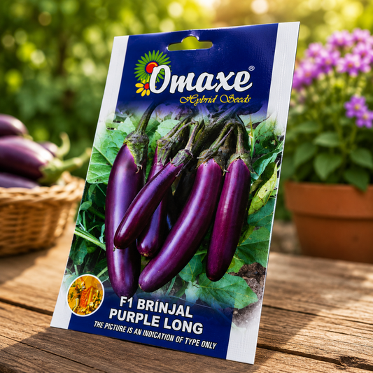 Premium F1 Brinjal Purple Long Seeds for High Yield Eggplant Farming in India