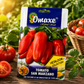 Omaxe Hybrid Seeds Tomato San Marzano – Premium Heirloom Collection Tomato Seeds for Kitchen Garden & Farm Cultivation