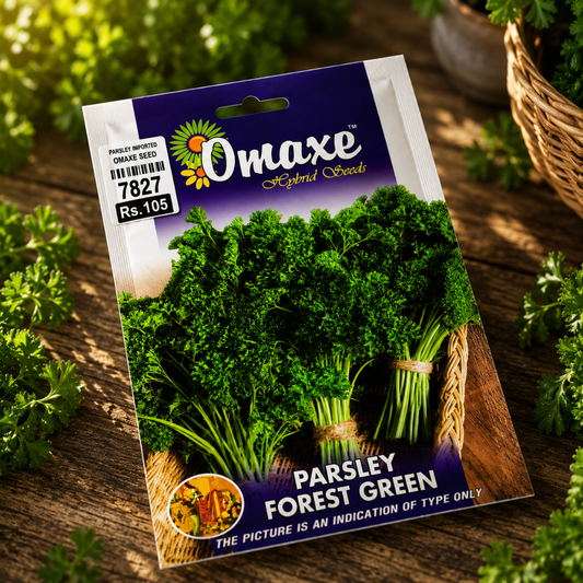 Premium Parsley Forest Green Herb Seeds for Kitchen Gardening, Balcony Pots & Organic Herb Farming