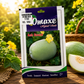 Premium Ash Gourd Vegetable Seeds for High Yield Farming & Kitchen Gardening in India