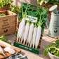 Radish HAS-1191 Seeds | Hara Agri Seeds | Quality Radish Vegetable Seeds for Home Garden, Kitchen Garden, Terrace Garden, Pots & Grow Bags