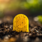 Yellow Sticky Trap 20g – Eco-Friendly Pest Control for Crops