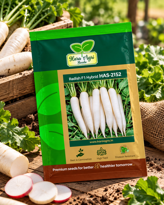 Hara Agri Radish F1 Hybrid HAS-2152 Seeds – Premium White Radish Vegetable Seeds for High Yield, Good Germination & Healthy Root Development