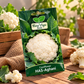 Hara Seeds Cauliflower HAS-Aghani Vegetable Seeds | Premium Cauliflower Seeds for Kitchen Garden, Home Gardening & Vegetable Cultivation