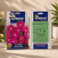 Omaxe F1 Nana Vinca Rose Flower Seeds – Premium Hybrid Periwinkle Seeds for Pots, Balcony & Garden