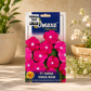Omaxe F1 Nana Vinca Rose Flower Seeds – Premium Hybrid Periwinkle Seeds for Pots, Balcony & Garden