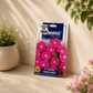 Omaxe F1 Nana Vinca Rose Flower Seeds – Premium Hybrid Periwinkle Seeds for Pots, Balcony & Garden