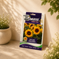 Omaxe Sunflower Pacino Flower Seeds – Premium Hybrid Yellow Sunflower Seeds for Home Garden & Balcony Planting