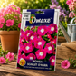 Omaxe Ipomea Scarlet O’Hara Flower Seeds – Premium Hybrid Morning Glory Seeds for Home Garden & Balcony Gardening