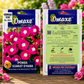Omaxe Ipomea Scarlet O’Hara Flower Seeds – Premium Hybrid Morning Glory Seeds for Home Garden & Balcony Gardening