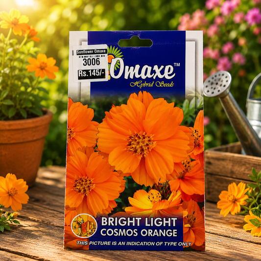 Bright Light Cosmos Orange Seasonal Flower Seeds for Indian Gardens