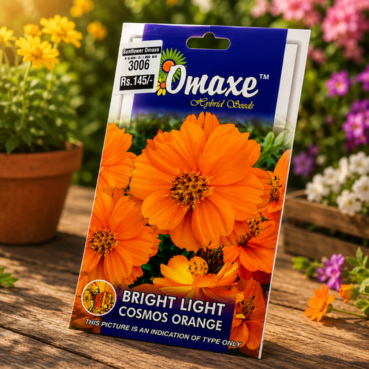 Bright Light Cosmos Orange Seasonal Flower Seeds for Indian Gardens