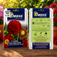 Omaxe F1 Hybrid Gaillardia Mixed Flower Seeds – Premium Colorful Blooming Seeds for Home Garden, Balcony & Terrace Gardening