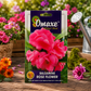 Omaxe Balsamine Rose Flower Seeds – F1 Hybrid Premium Flower Seeds for Home Garden, Balcony & Terrace Gardening