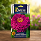 Omaxe Hybrid Seeds F1 Elegans Zinnia Magenta Flower Seeds for Home Garden