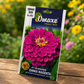 Omaxe Hybrid Seeds F1 Elegans Zinnia Magenta Flower Seeds for Home Garden