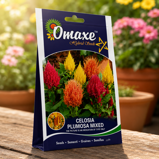 Omaxe Celosia Plumosa Mixed Seeds for Bright Colorful Garden Flowers