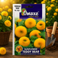 Omaxe Hybrid Seeds Teddy Bear Sunflower Flower Seeds for Home Garden, Balcony & Outdoor Flowering Plants – Premium F1 Tall Yellow Sunflower Seeds