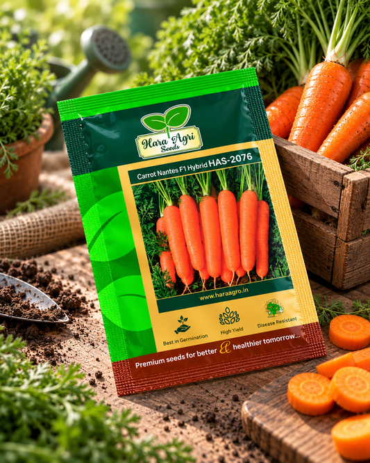 Carrot Nantes F1 Hybrid HAS-2076 – Hara Agri Seeds