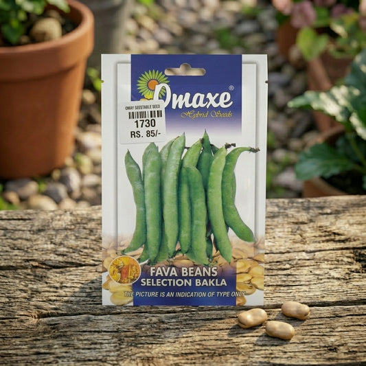 Premium Fava Beans Selection Bakla Seeds for High Yield Bean Farming in India