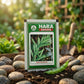 Premium Guwar Seeds for High Yield Cluster Bean Farming & Kitchen Gardening in India