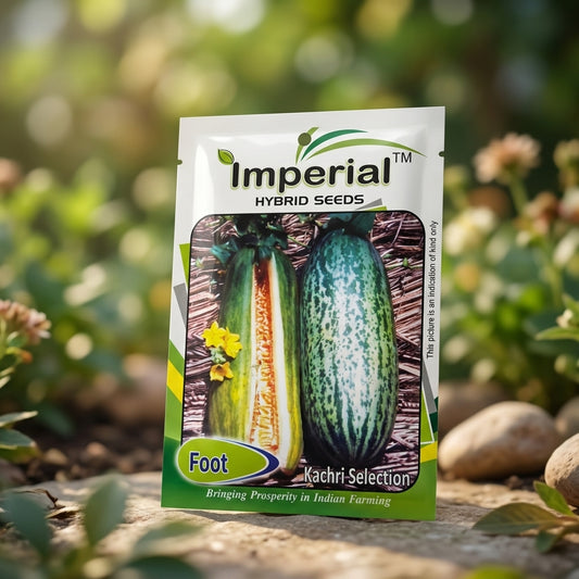 Premium Kachri Selection Seeds for High Yield Desert Vegetable Farming in India
