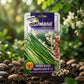 Premium Moringa Oleifera Seeds for Drumstick Farming & Herbal Gardening in India