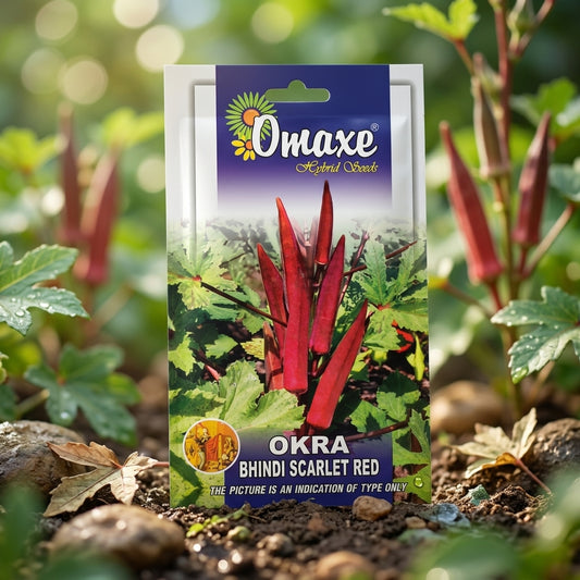 Premium Okra Bhindi Scarlet Red Seeds for High Yield Lady Finger Farming in India